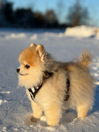 Bezuciskowe szelki guard - WILD Psiumpel, dla Psa i dla Ciebie, spaceruj modnie i wygodnie