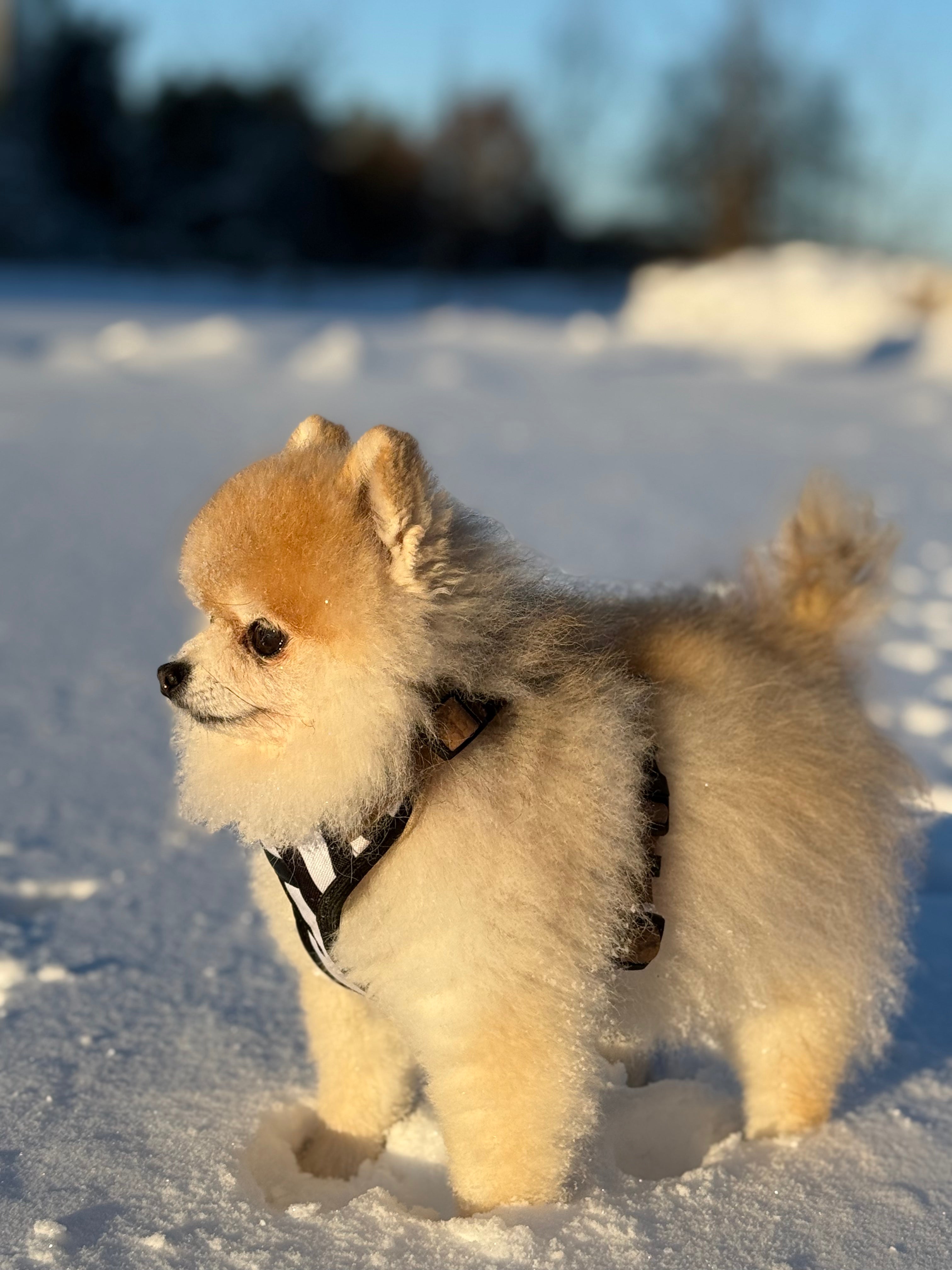 Bezuciskowe szelki guard - WILD Psiumpel, dla Psa i dla Ciebie, spaceruj modnie i wygodnie