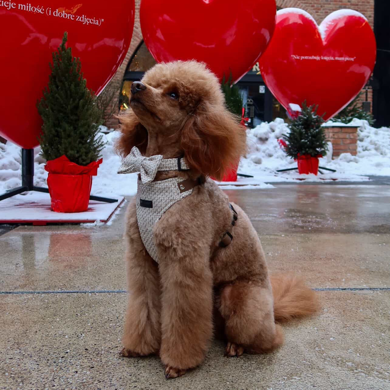 Bezuciskowe szelki guard - TWEED Psiumpel, dla Psa i dla Ciebie, spaceruj modnie i wygodnie