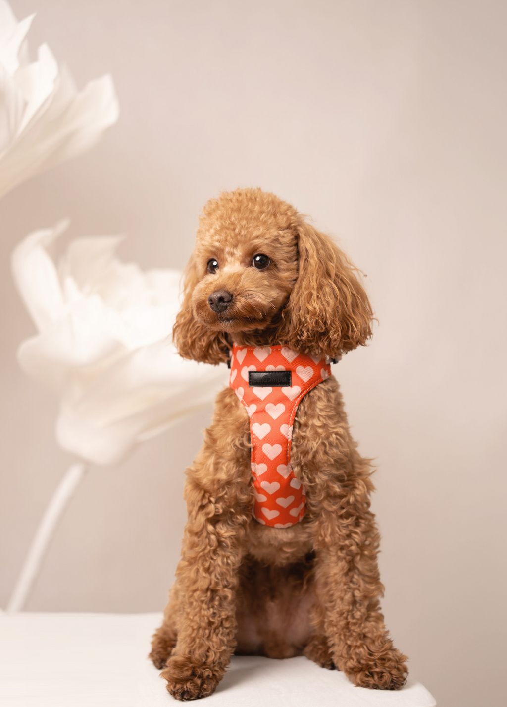 Bezuciskowe szelki guard - HEARTS Psiumpel, dla Psa i dla Ciebie, spaceruj modnie i wygodnie