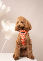 Bezuciskowe szelki guard - HEARTS Psiumpel, dla Psa i dla Ciebie, spaceruj modnie i wygodnie