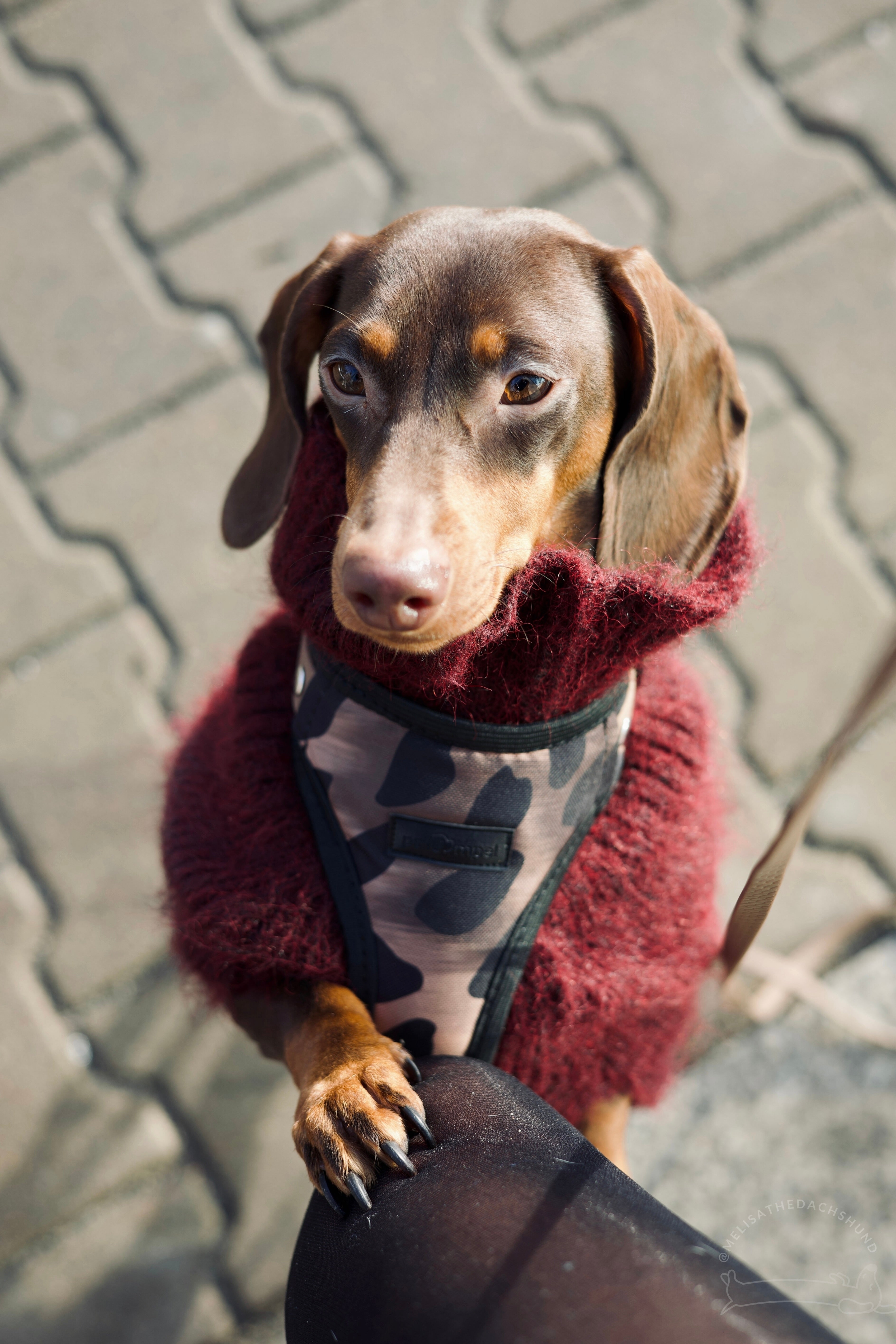 Bezuciskowe szelki guard - WILD Psiumpel, dla Psa i dla Ciebie, spaceruj modnie i wygodnie