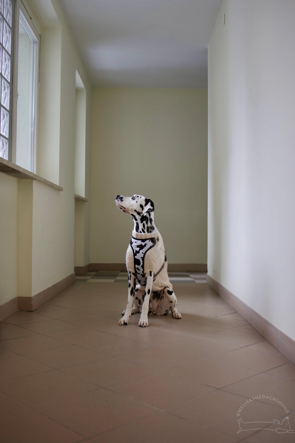 Bezuciskowe szelki guard - WILD Psiumpel, dla Psa i dla Ciebie, spaceruj modnie i wygodnie