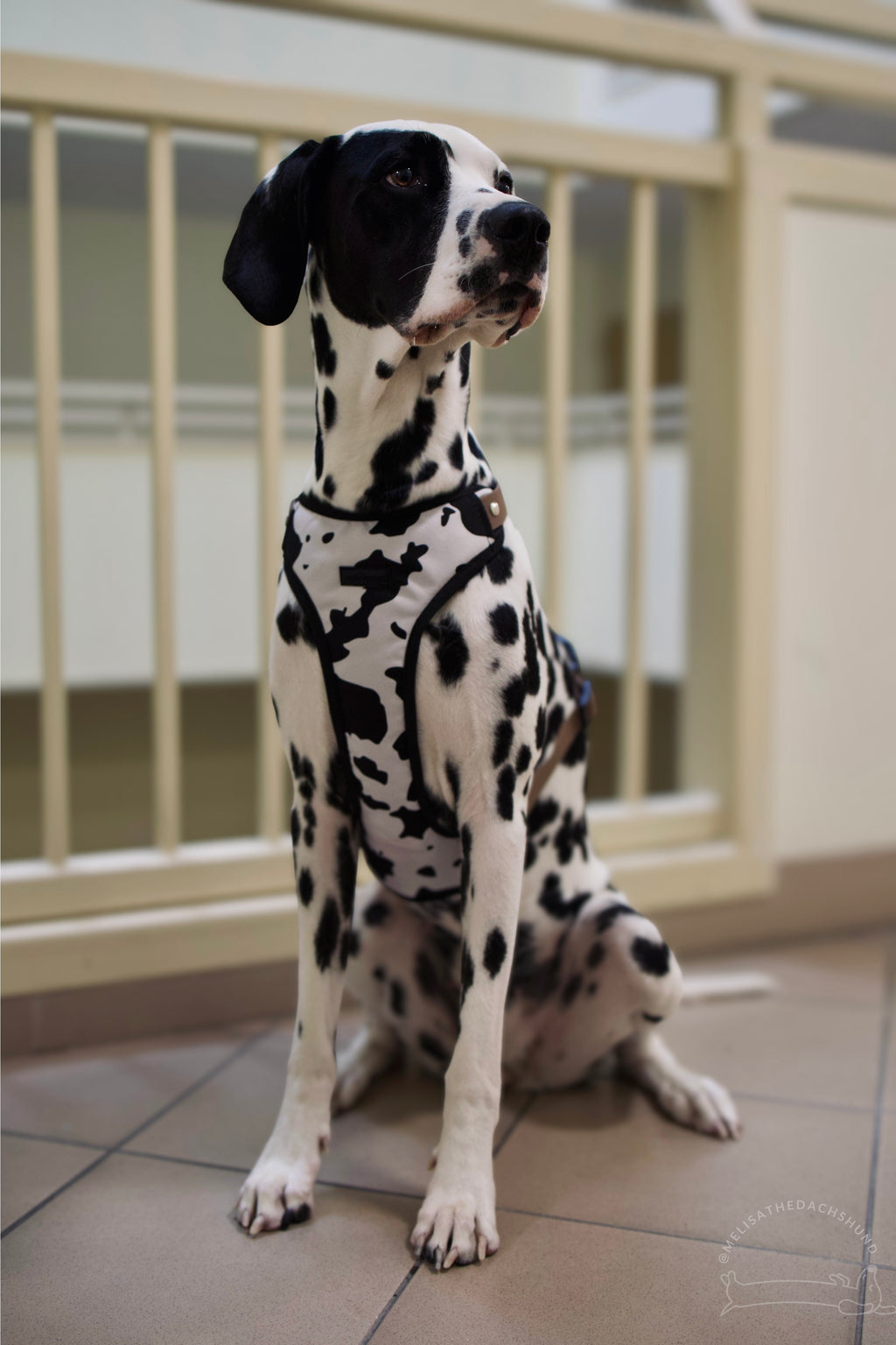 Bezuciskowe szelki guard - WILD Psiumpel, dla Psa i dla Ciebie, spaceruj modnie i wygodnie