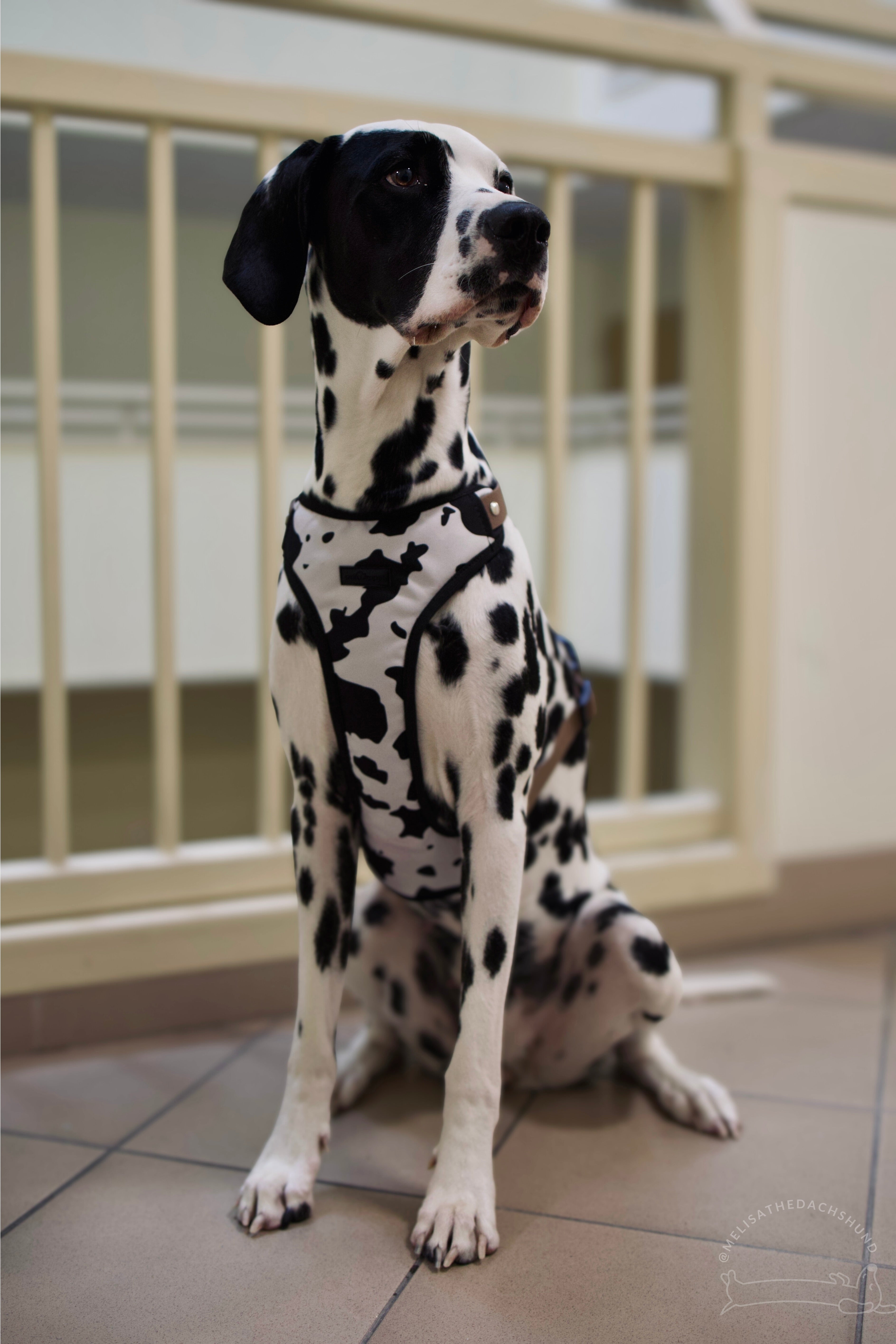 Bezuciskowe szelki guard - WILD Psiumpel, dla Psa i dla Ciebie, spaceruj modnie i wygodnie