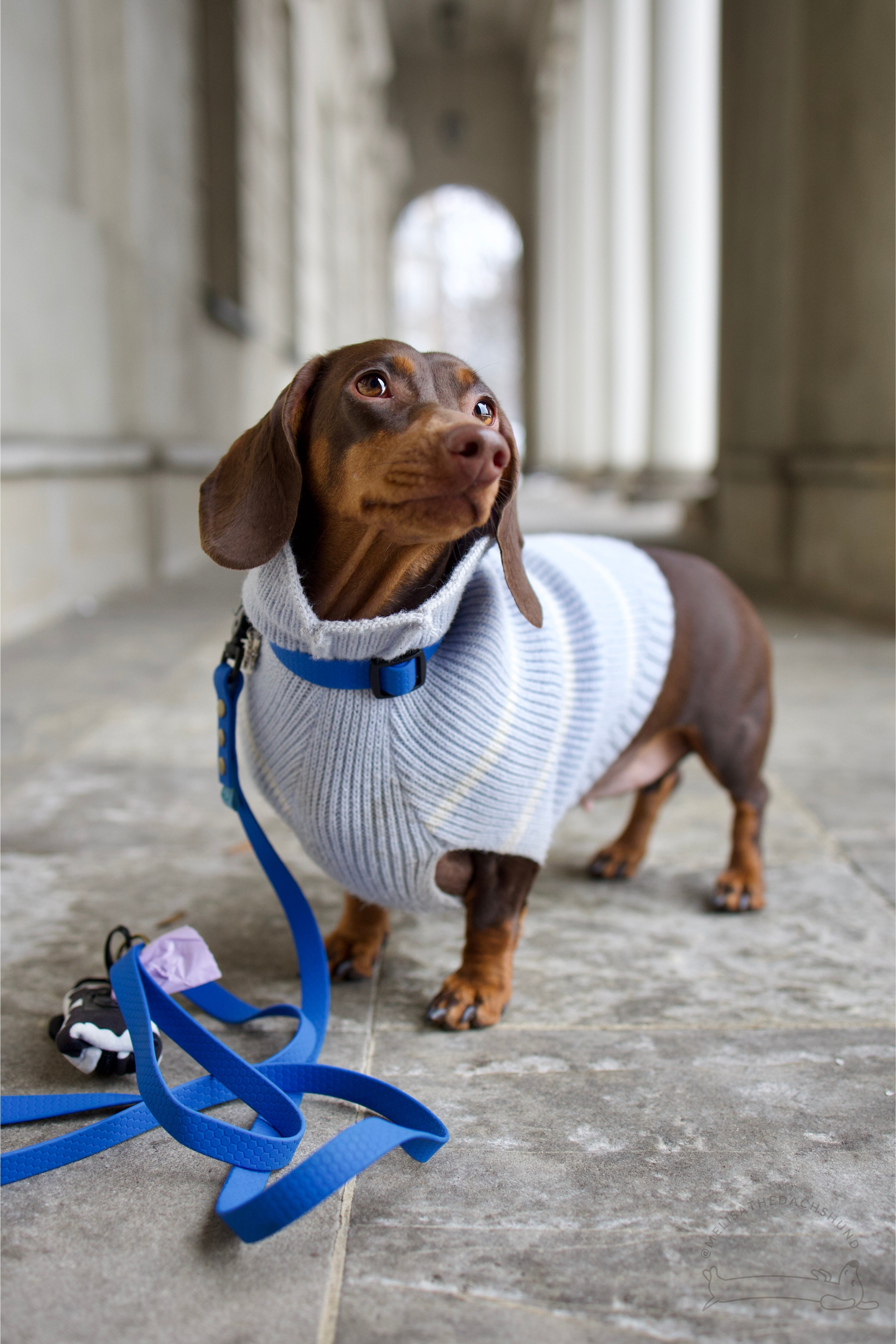 Wodoodporna obroża z klamrą Psiumpel, dla Psa i dla Ciebie, spaceruj modnie i wygodnie