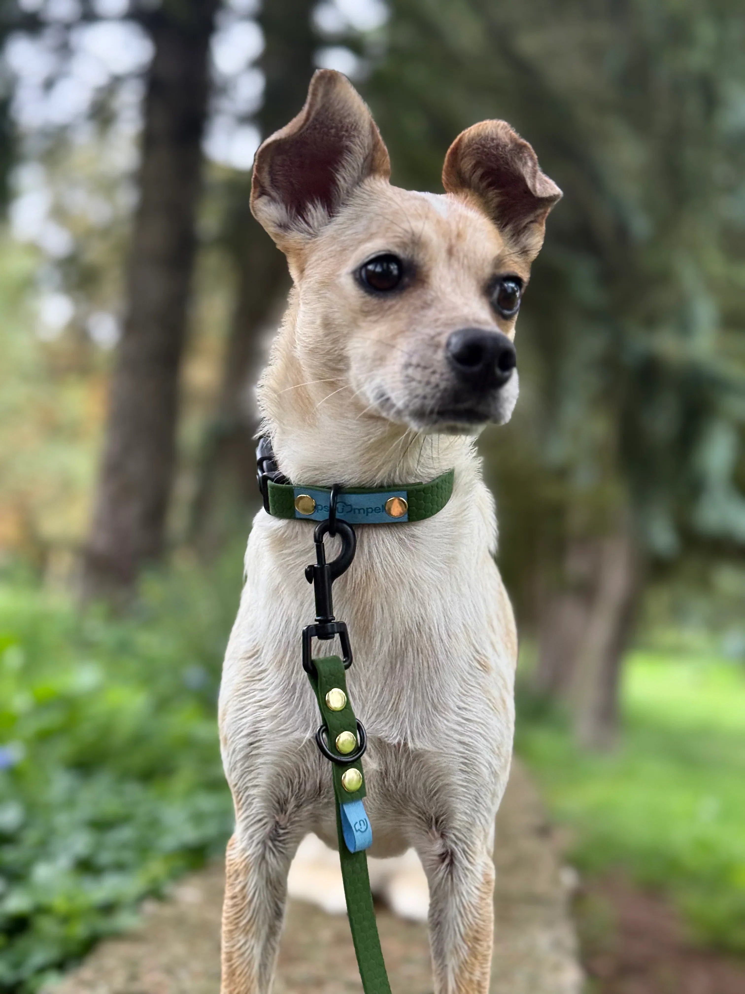 Wodoodporna obroża z klamrą Psiumpel, dla Psa i dla Ciebie, spaceruj modnie i wygodnie