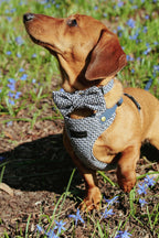 Bezuciskowe szelki guard - TWEED BLUE Psiumpel, dla Psa i dla Ciebie, spaceruj modnie i wygodnie