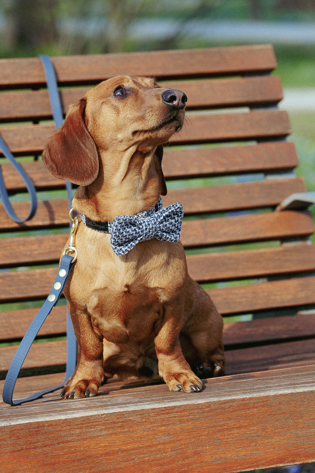 Kokarda/Mucha TWEED BLUE - dodatek do obroży i szelek Psiumpel, dla Psa i dla Ciebie, spaceruj modnie i wygodnie