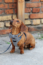 Kokarda/Mucha TWEED BLUE - dodatek do obroży i szelek Psiumpel, dla Psa i dla Ciebie, spaceruj modnie i wygodnie