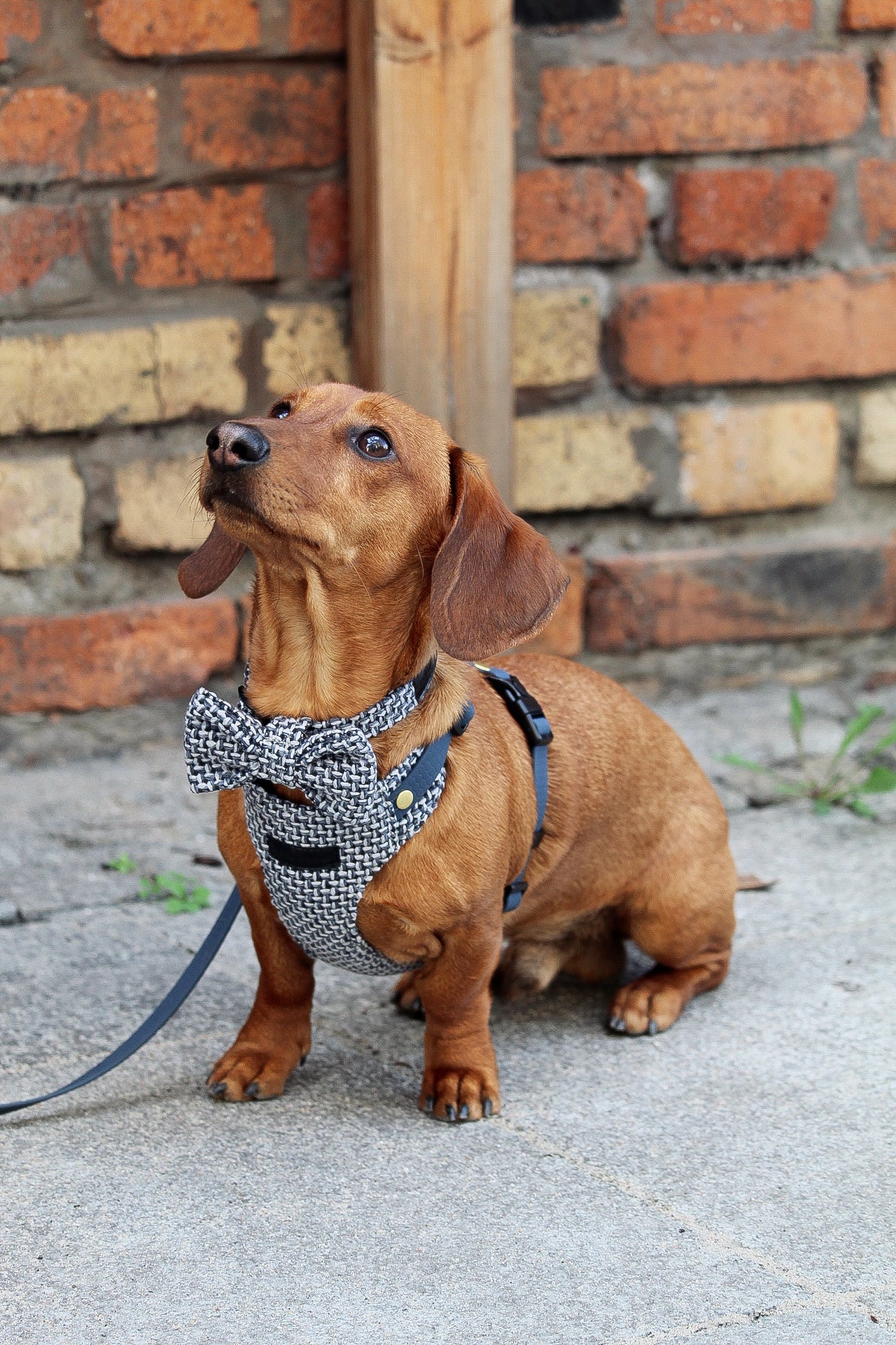 Kokarda/Mucha TWEED BLUE - dodatek do obroży i szelek Psiumpel, dla Psa i dla Ciebie, spaceruj modnie i wygodnie