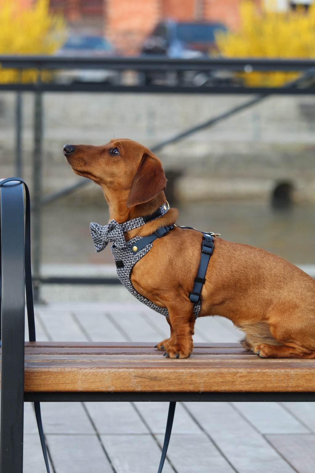 Kokarda/Mucha TWEED BLUE - dodatek do obroży i szelek Psiumpel, dla Psa i dla Ciebie, spaceruj modnie i wygodnie