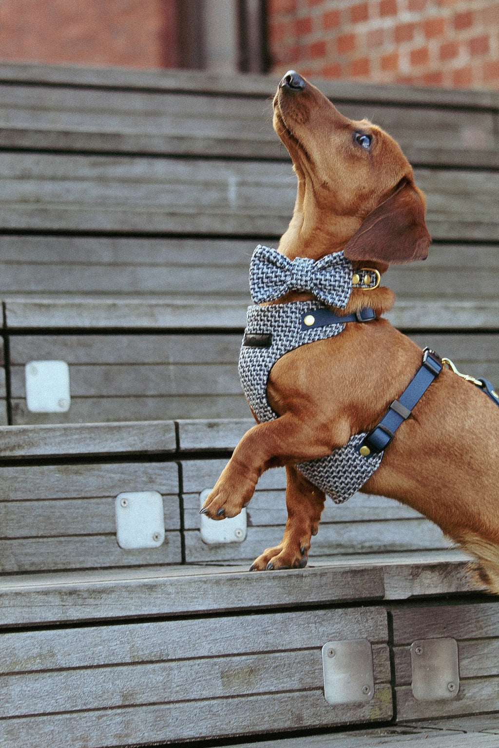 Kokarda/Mucha TWEED BLUE - dodatek do obroży i szelek Psiumpel, dla Psa i dla Ciebie, spaceruj modnie i wygodnie