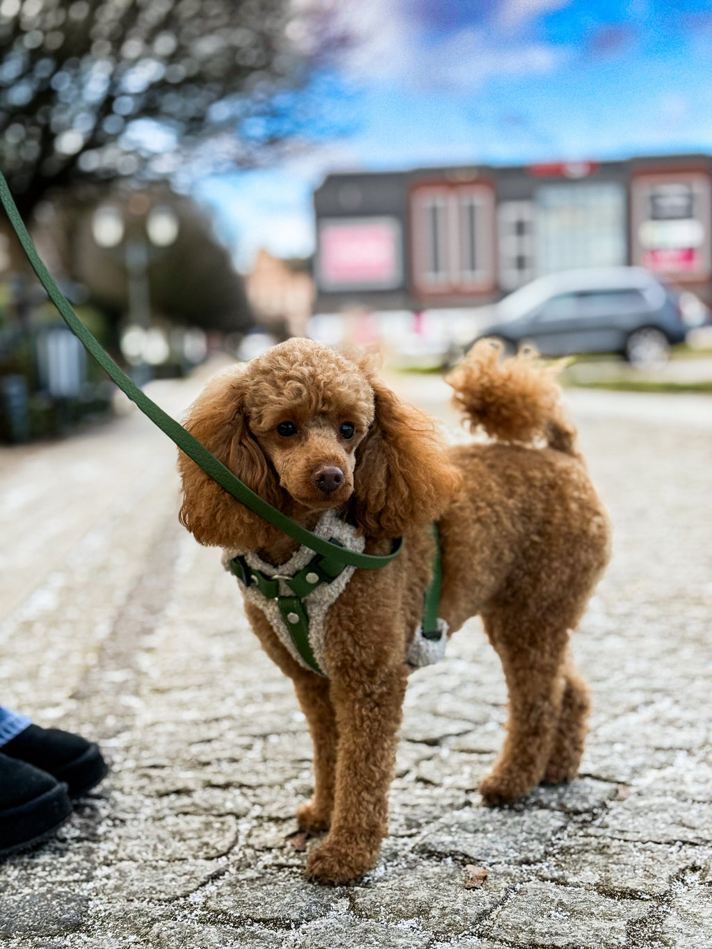 Bezuciskowe szelki guard - TEDDY Psiumpel, dla Psa i dla Ciebie, spaceruj modnie i wygodnie
