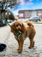Bezuciskowe szelki guard - TEDDY Psiumpel, dla Psa i dla Ciebie, spaceruj modnie i wygodnie