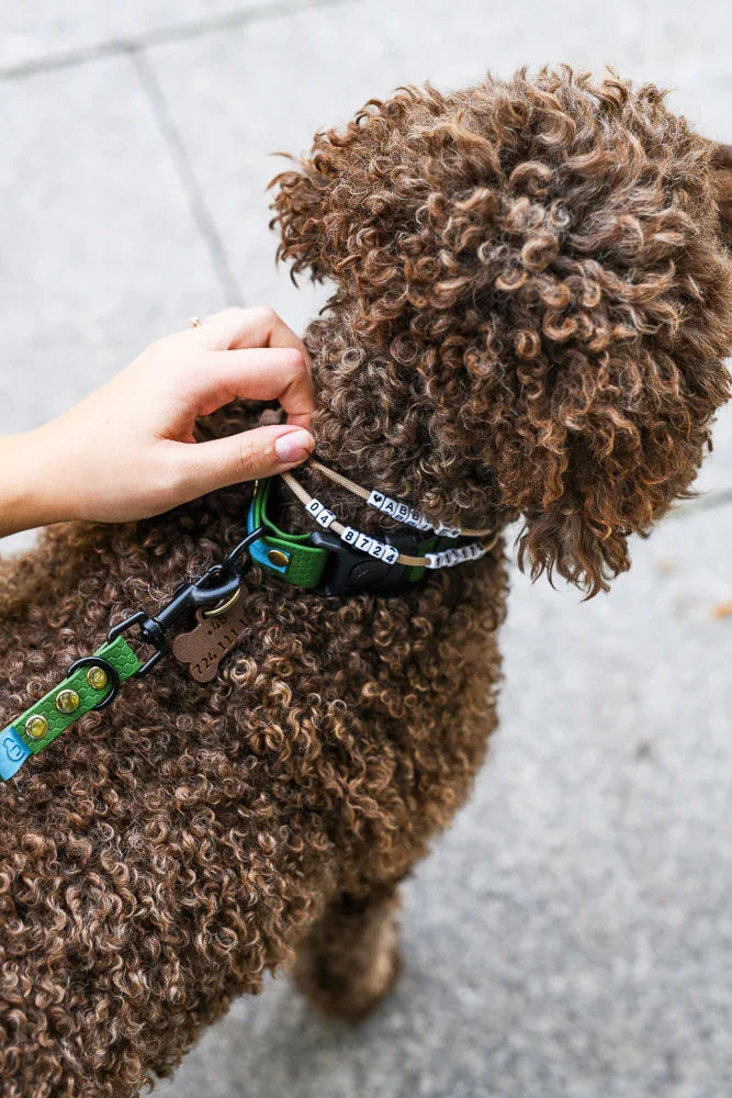 Wodoodporna obroża z klamrą Psiumpel, dla Psa i dla Ciebie, spaceruj modnie i wygodnie