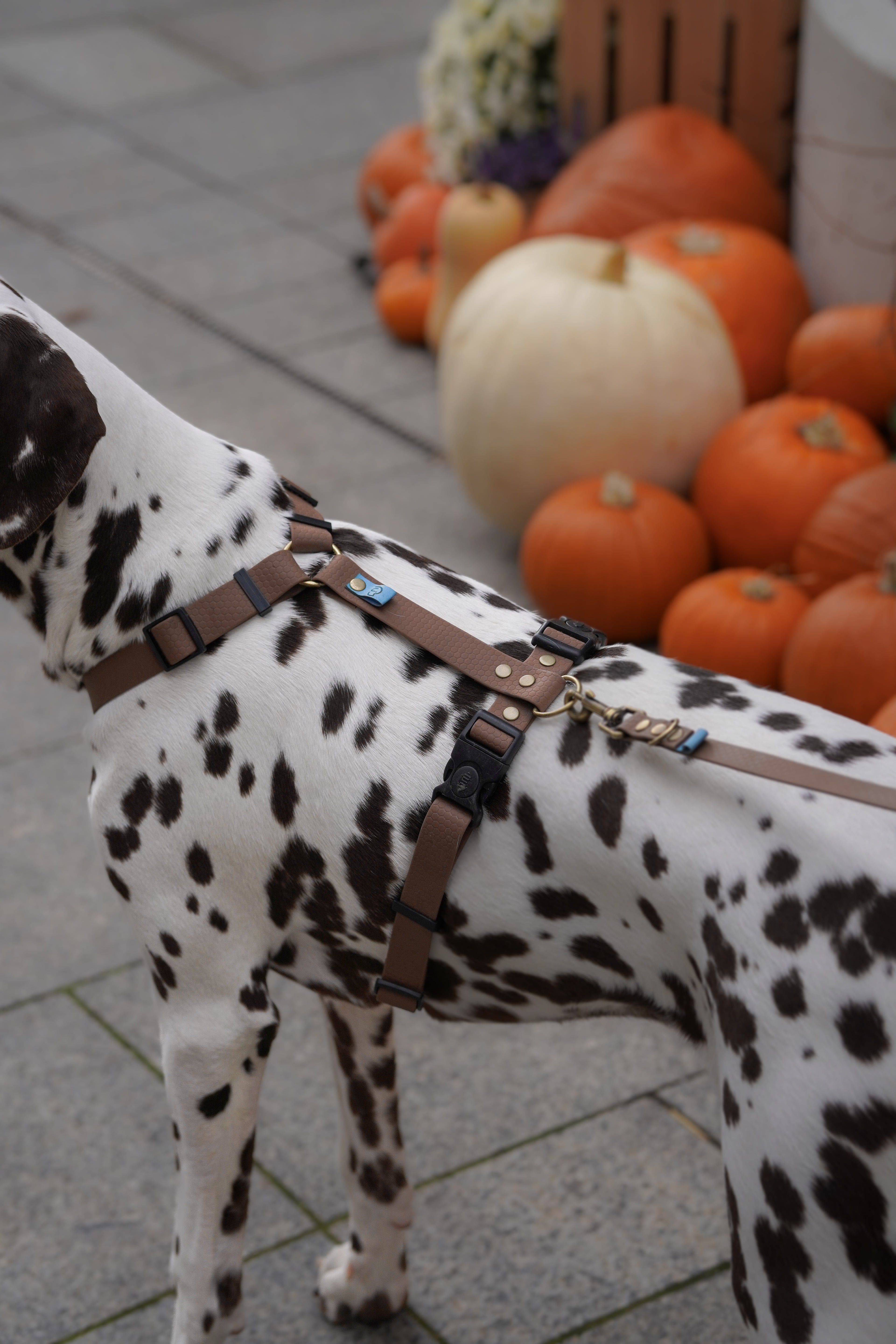 Psiumplowy zestaw: smycz przepinana i szelki wodoodporne guard | Psiumpel