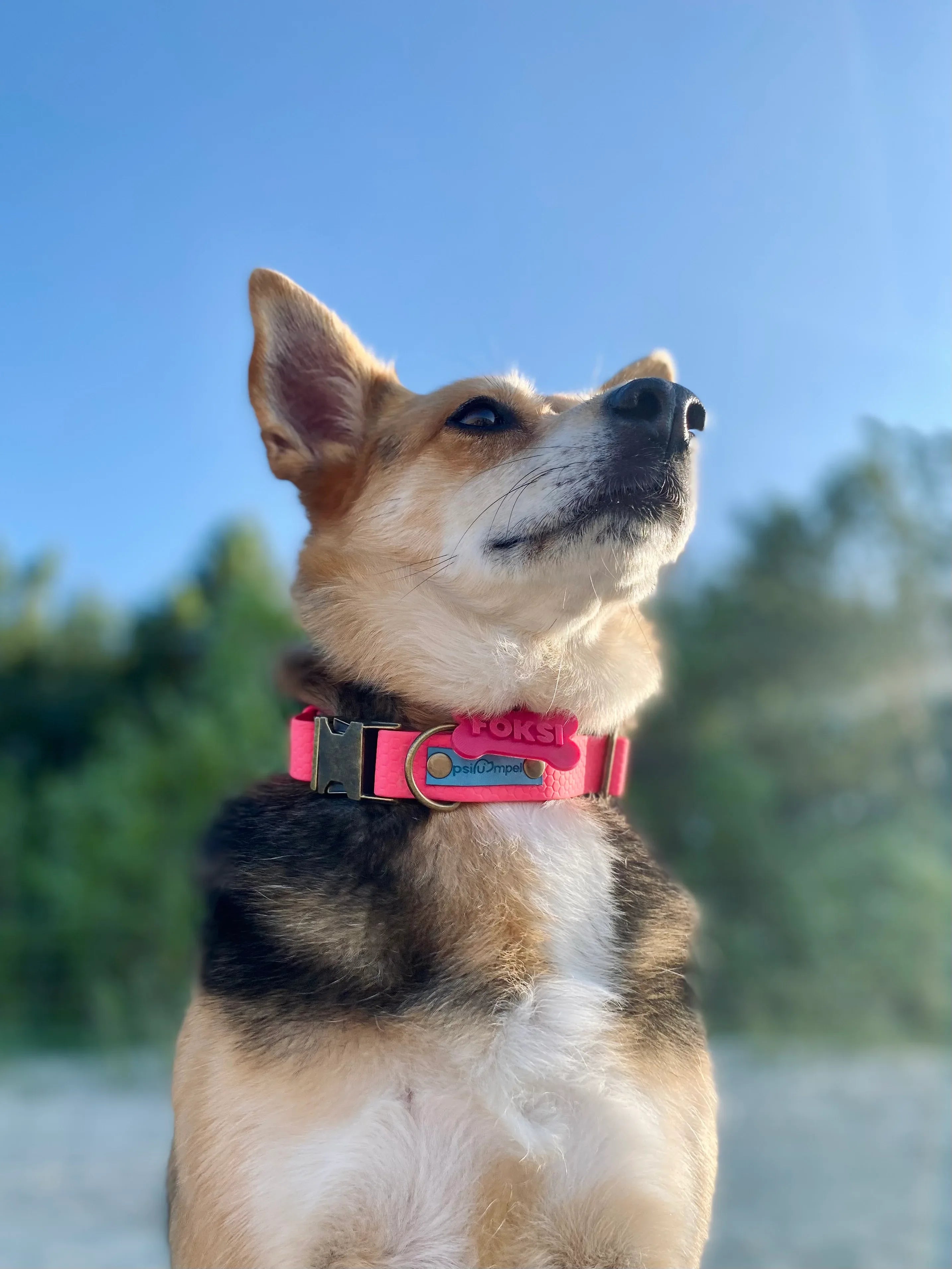 Wodoodporna obroża z klamrą Psiumpel, dla Psa i dla Ciebie, spaceruj modnie i wygodnie