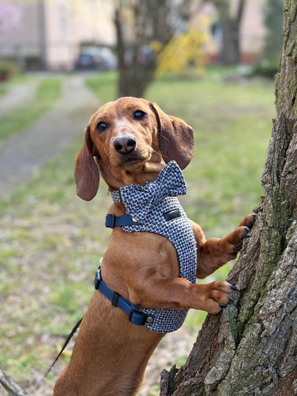 Kokarda/Mucha TWEED BLUE - dodatek do obroży i szelek Psiumpel, dla Psa i dla Ciebie, spaceruj modnie i wygodnie