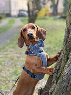 Kokarda/Mucha TWEED BLUE - dodatek do obroży i szelek Psiumpel, dla Psa i dla Ciebie, spaceruj modnie i wygodnie