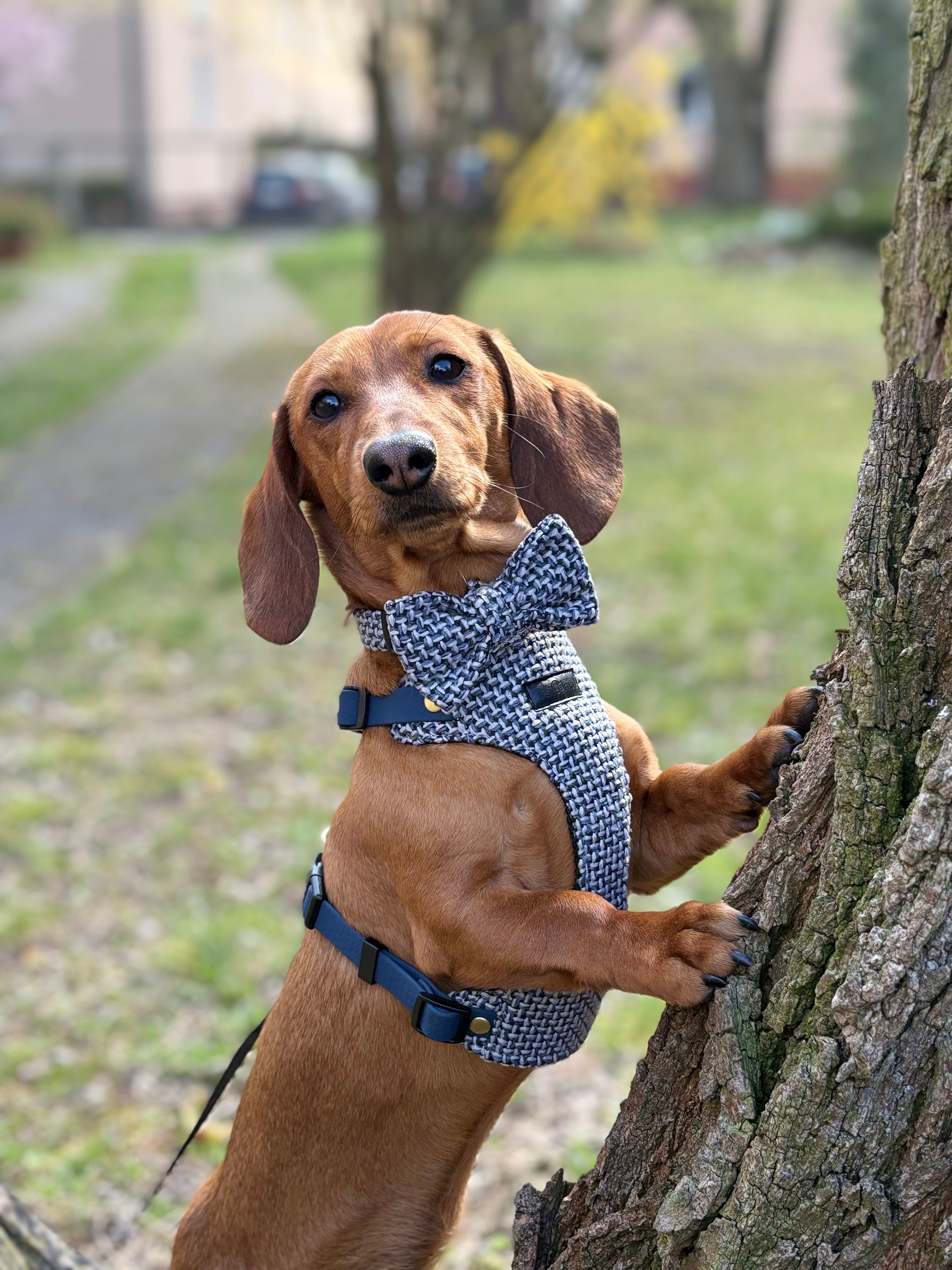 Kokarda/Mucha TWEED BLUE - dodatek do obroży i szelek Psiumpel, dla Psa i dla Ciebie, spaceruj modnie i wygodnie