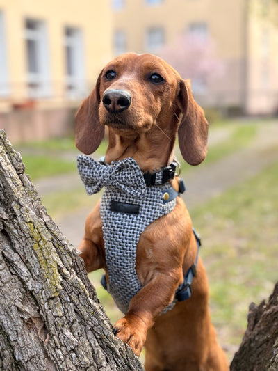TWEED BLUE