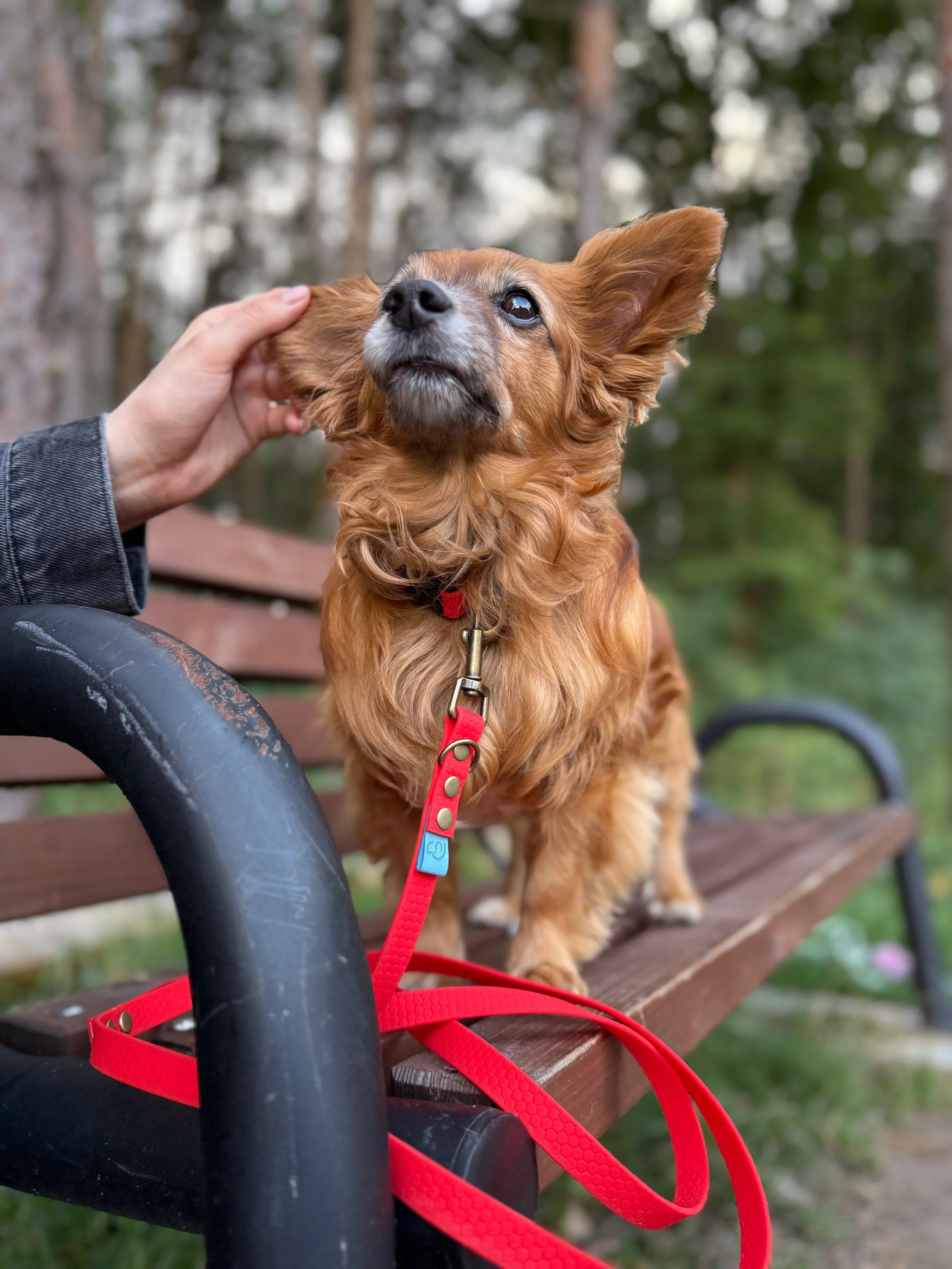 Smycz miejska Psiumpel, dla Psa i dla Ciebie, spaceruj modnie i wygodnie