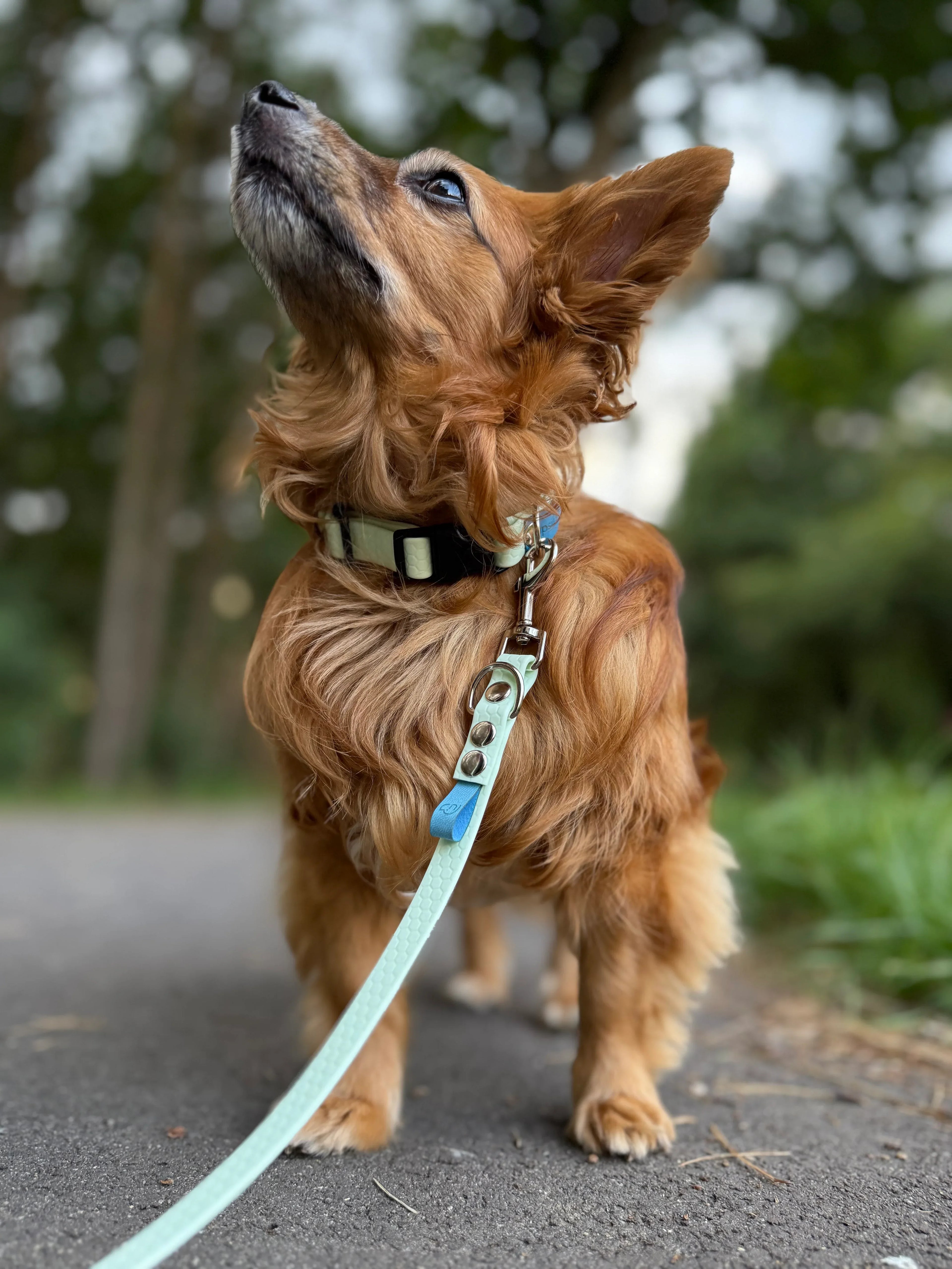 Wodoodporna obroża z klamrą Psiumpel, dla Psa i dla Ciebie, spaceruj modnie i wygodnie