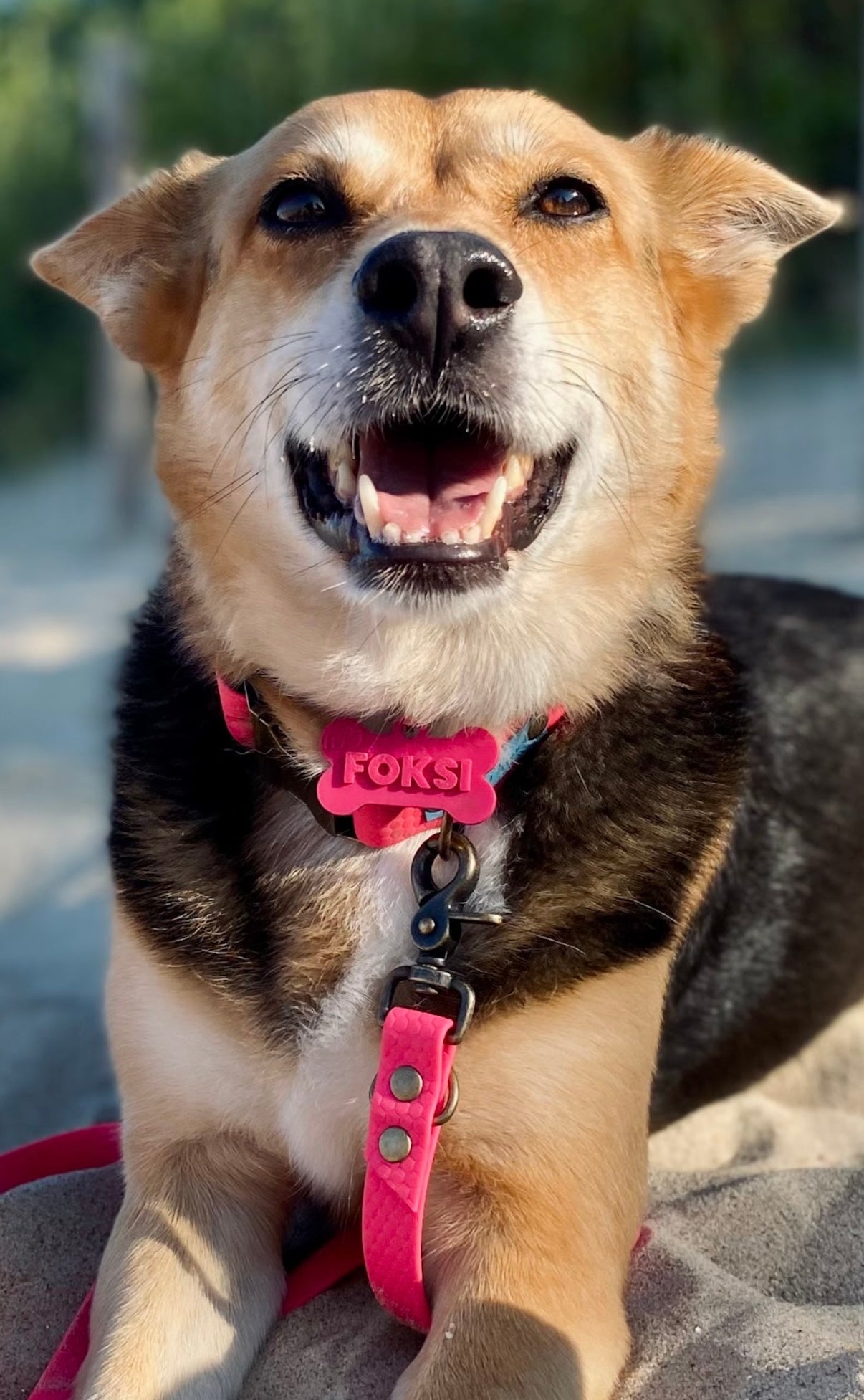 Adresówka z tworzywa Psiumpel, dla Psa i dla Ciebie, spaceruj modnie i wygodnie