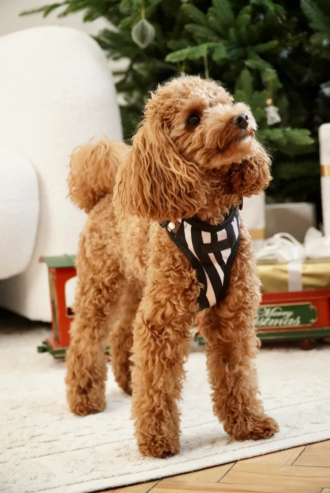 Bezuciskowe szelki guard - WILD Psiumpel, dla Psa i dla Ciebie, spaceruj modnie i wygodnie