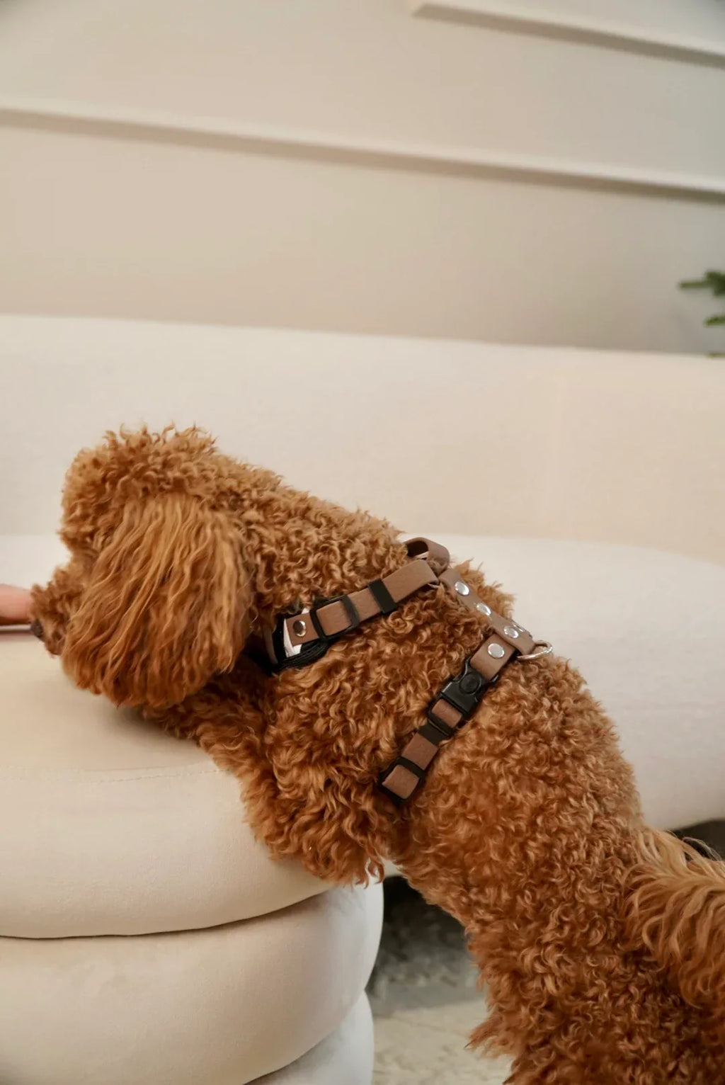 Bezuciskowe szelki guard - WILD Psiumpel, dla Psa i dla Ciebie, spaceruj modnie i wygodnie