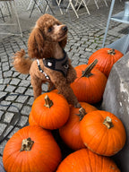 Bezuciskowe szelki guard z panelem komfort VELLUTO & MARBLE
