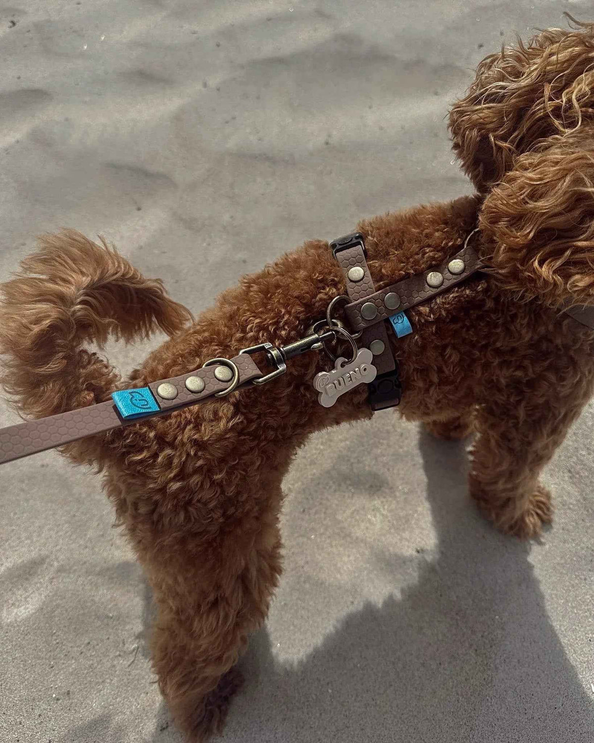 Adresówka z tworzywa Psiumpel, dla Psa i dla Ciebie, spaceruj modnie i wygodnie