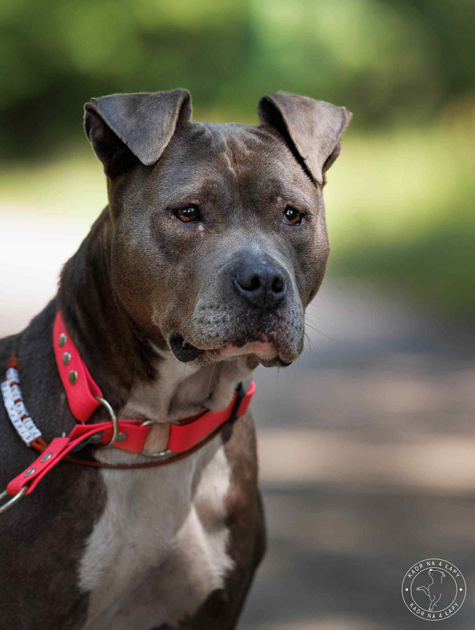 Wodoodporna obroża półzaciskowa Psiumpel, dla Psa i dla Ciebie, spaceruj modnie i wygodnie