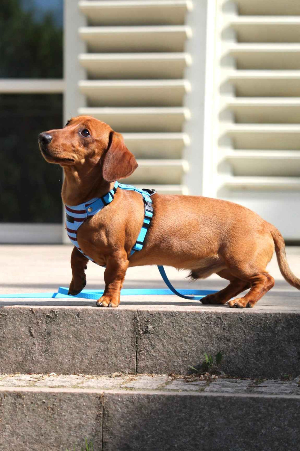 Bezuciskowe szelki guard - SUMMER LINES Psiumpel, dla Psa i dla Ciebie, spaceruj modnie i wygodnie