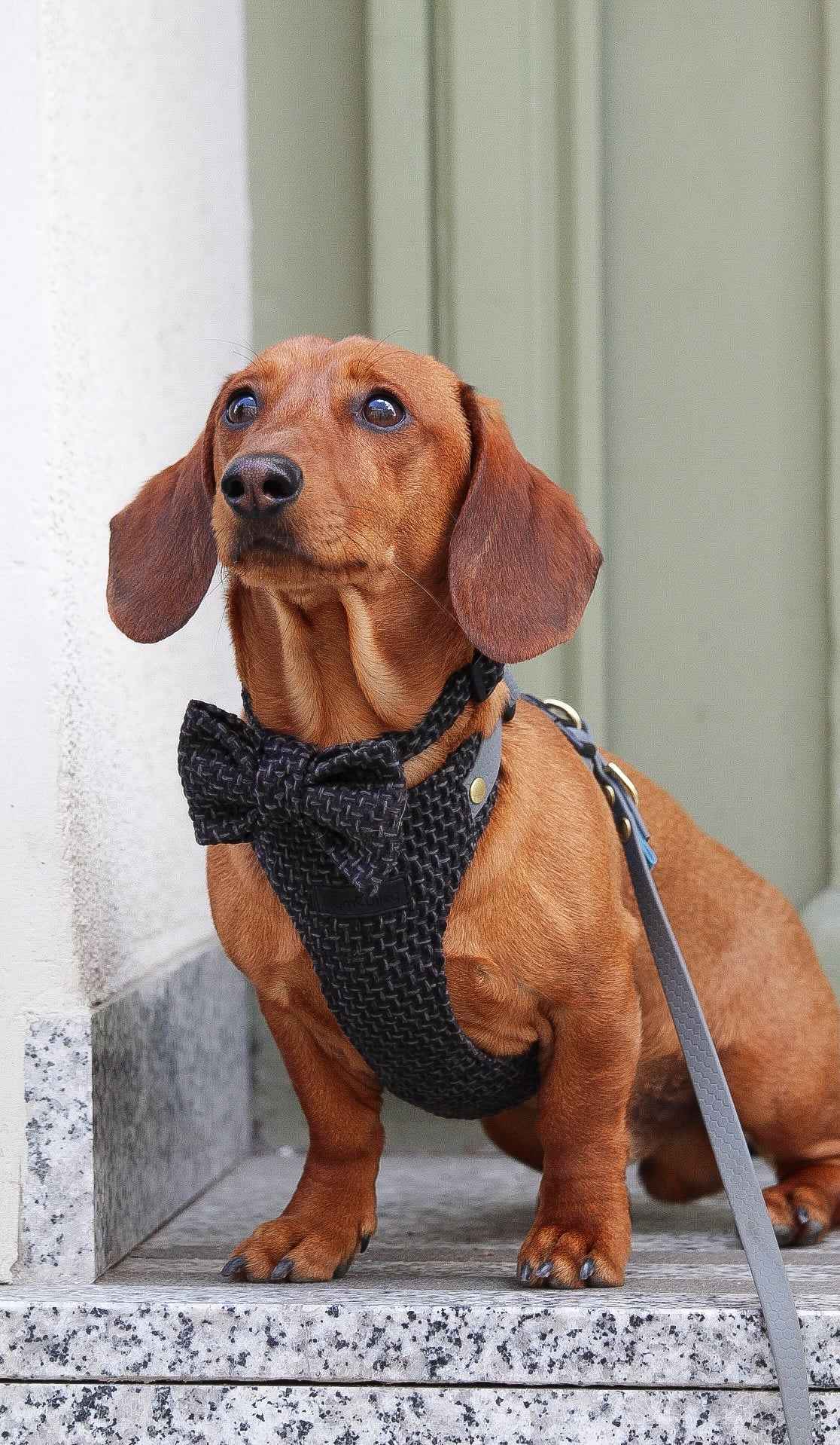 Bezuciskowe szelki guard - TWEED BLACK Psiumpel, dla Psa i dla Ciebie, spaceruj modnie i wygodnie