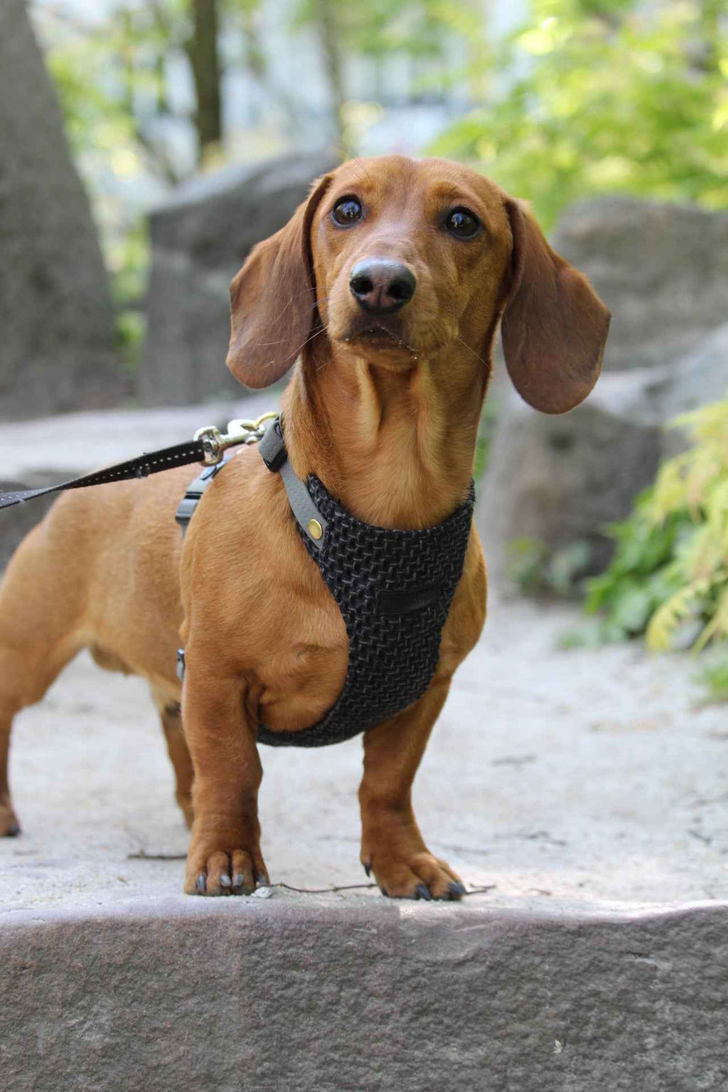 Bezuciskowe szelki guard - TWEED BLACK Psiumpel, dla Psa i dla Ciebie, spaceruj modnie i wygodnie