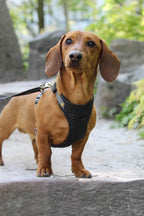 Bezuciskowe szelki guard - TWEED BLACK Psiumpel, dla Psa i dla Ciebie, spaceruj modnie i wygodnie