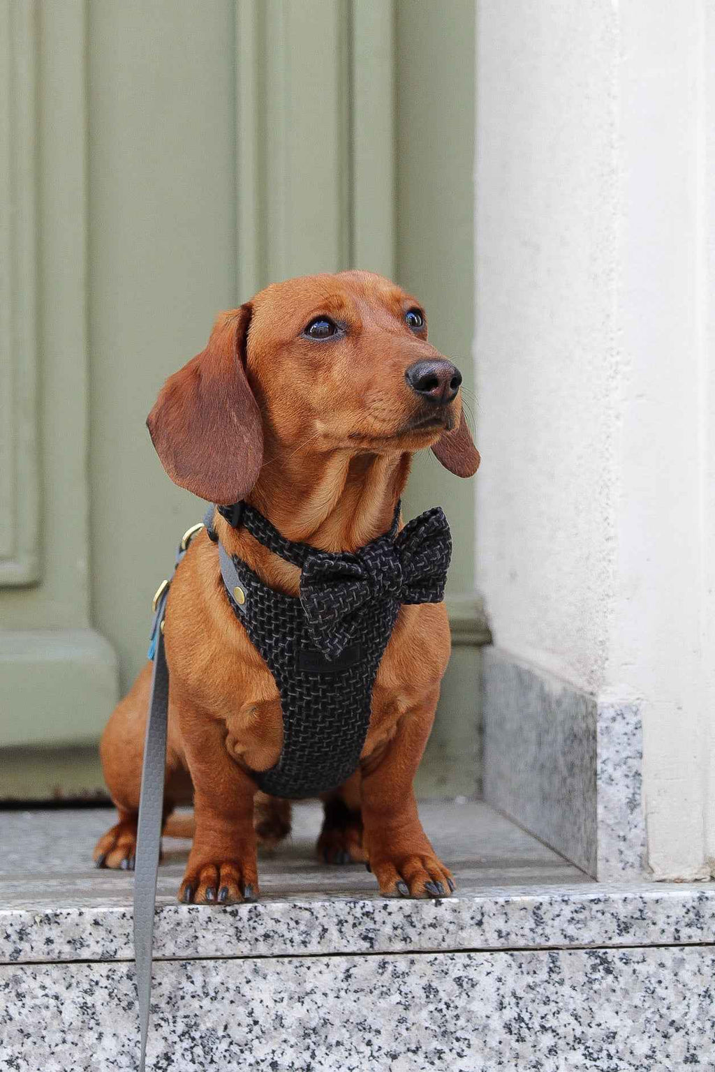 Bezuciskowe szelki guard - TWEED BLACK Psiumpel, dla Psa i dla Ciebie, spaceruj modnie i wygodnie
