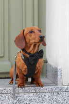 Bezuciskowe szelki guard - TWEED BLACK Psiumpel, dla Psa i dla Ciebie, spaceruj modnie i wygodnie
