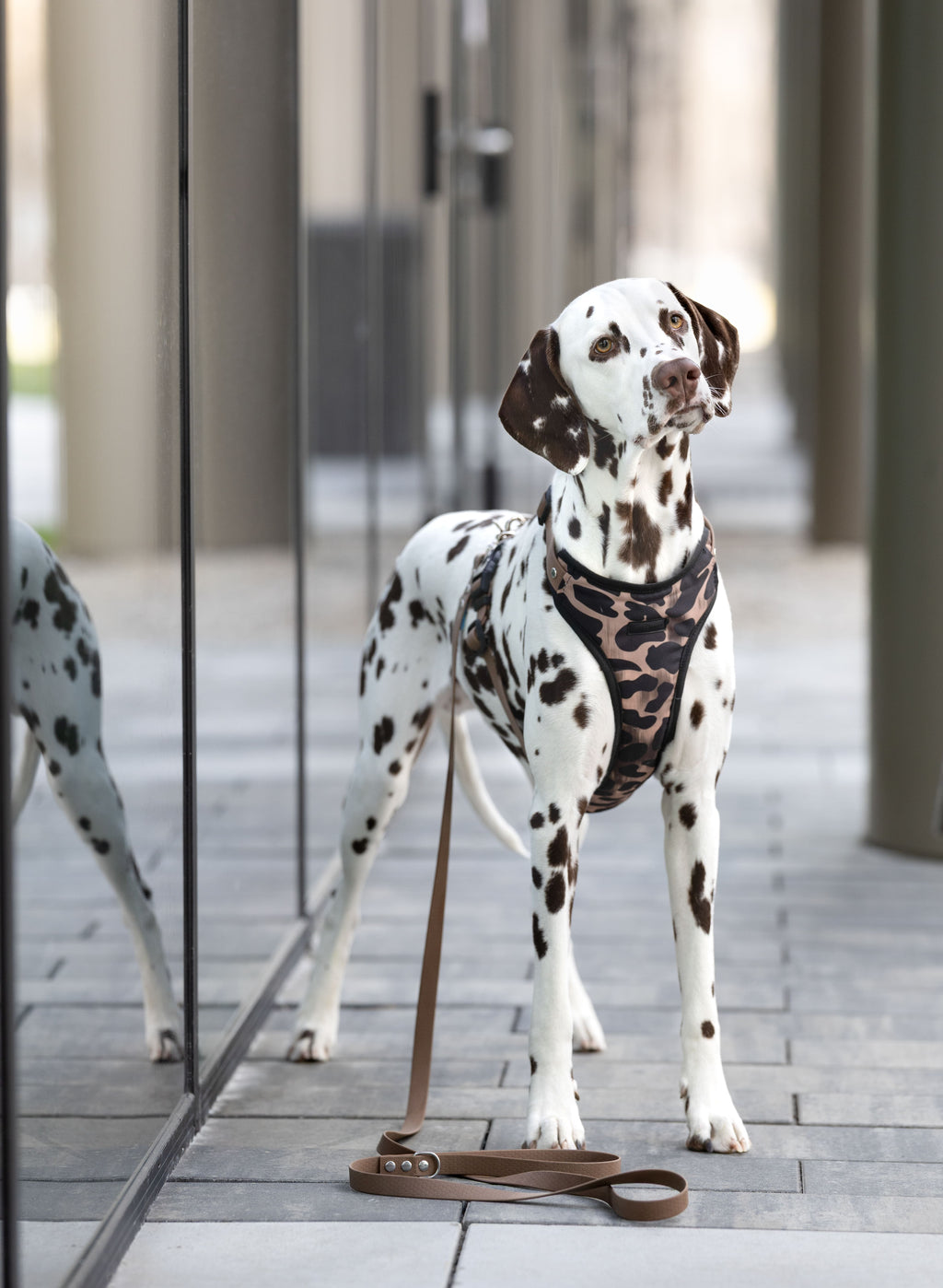 Bezuciskowe szelki guard - WILD