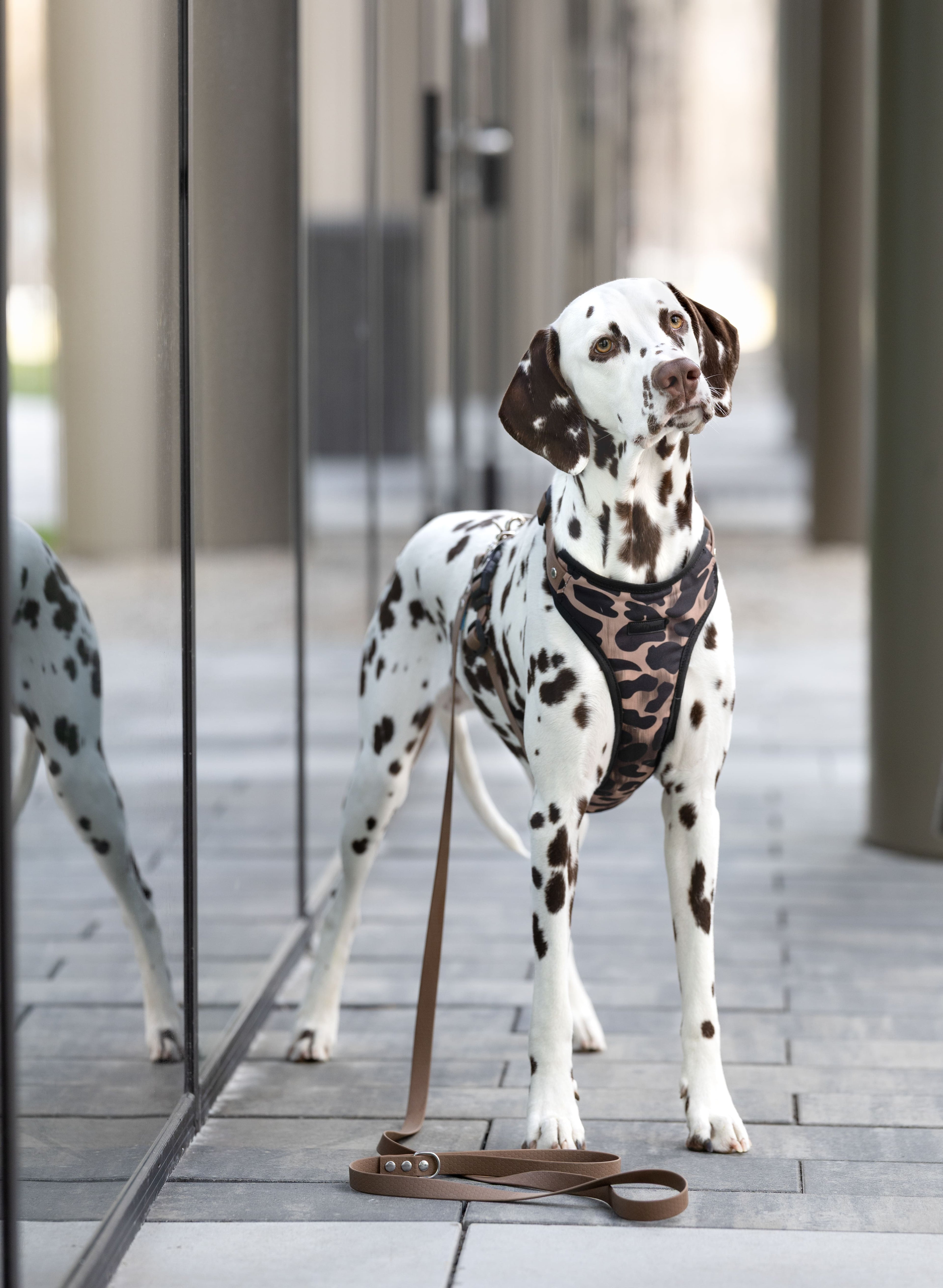 Bezuciskowe szelki guard - WILD