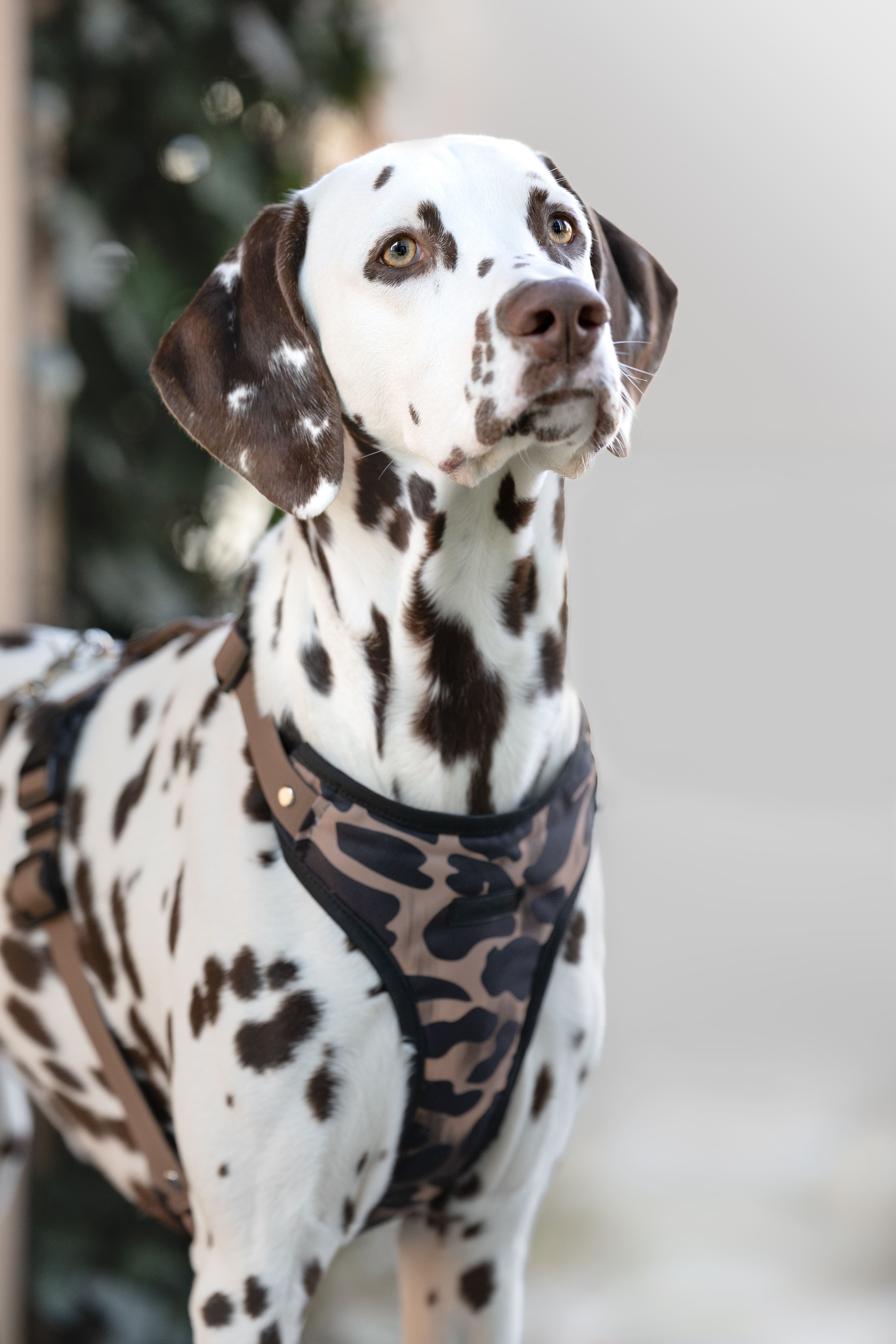 Bezuciskowe szelki guard - WILD