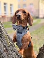 Kokarda/Mucha TWEED BLUE - dodatek do obroży i szelek Psiumpel, dla Psa i dla Ciebie, spaceruj modnie i wygodnie