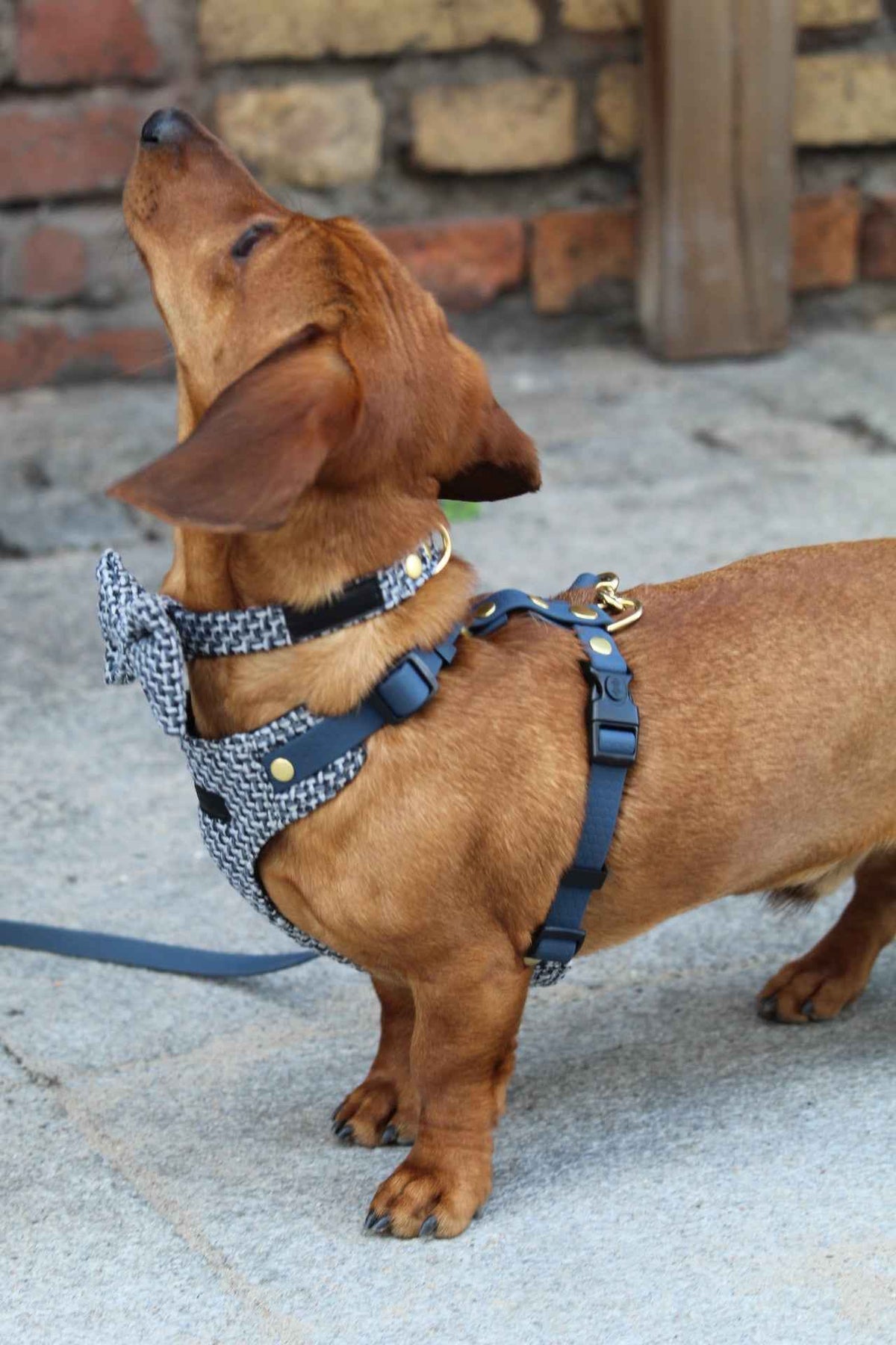 Obroża TWEED BLUE Psiumpel, dla Psa i dla Ciebie, spaceruj modnie i wygodnie