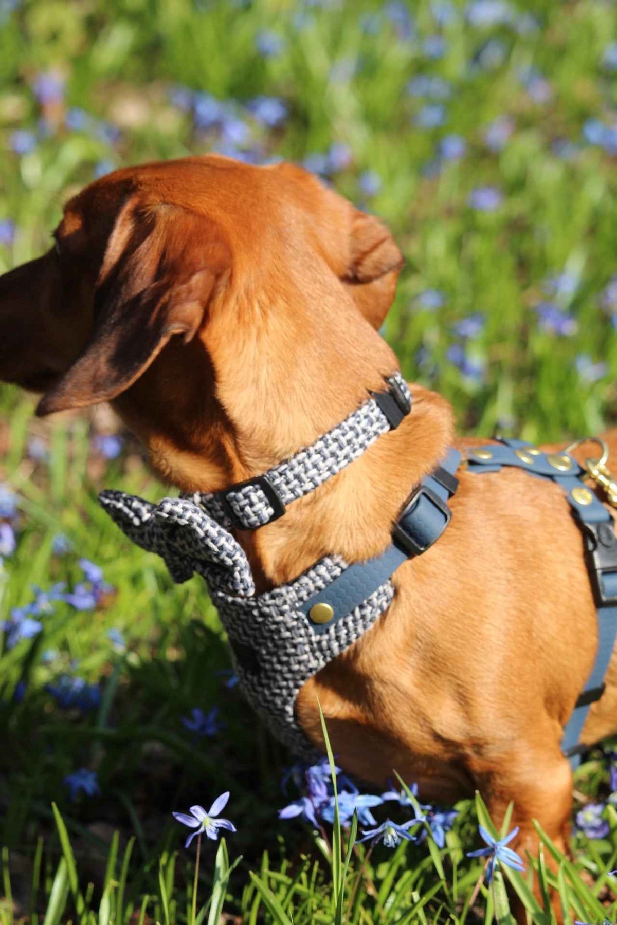 Obroża TWEED BLUE Psiumpel, dla Psa i dla Ciebie, spaceruj modnie i wygodnie